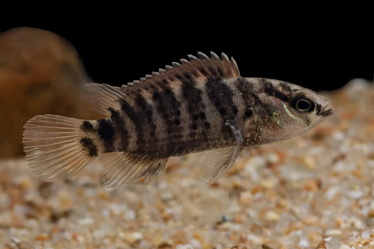 Miniatura: Badis (Badis spp.)