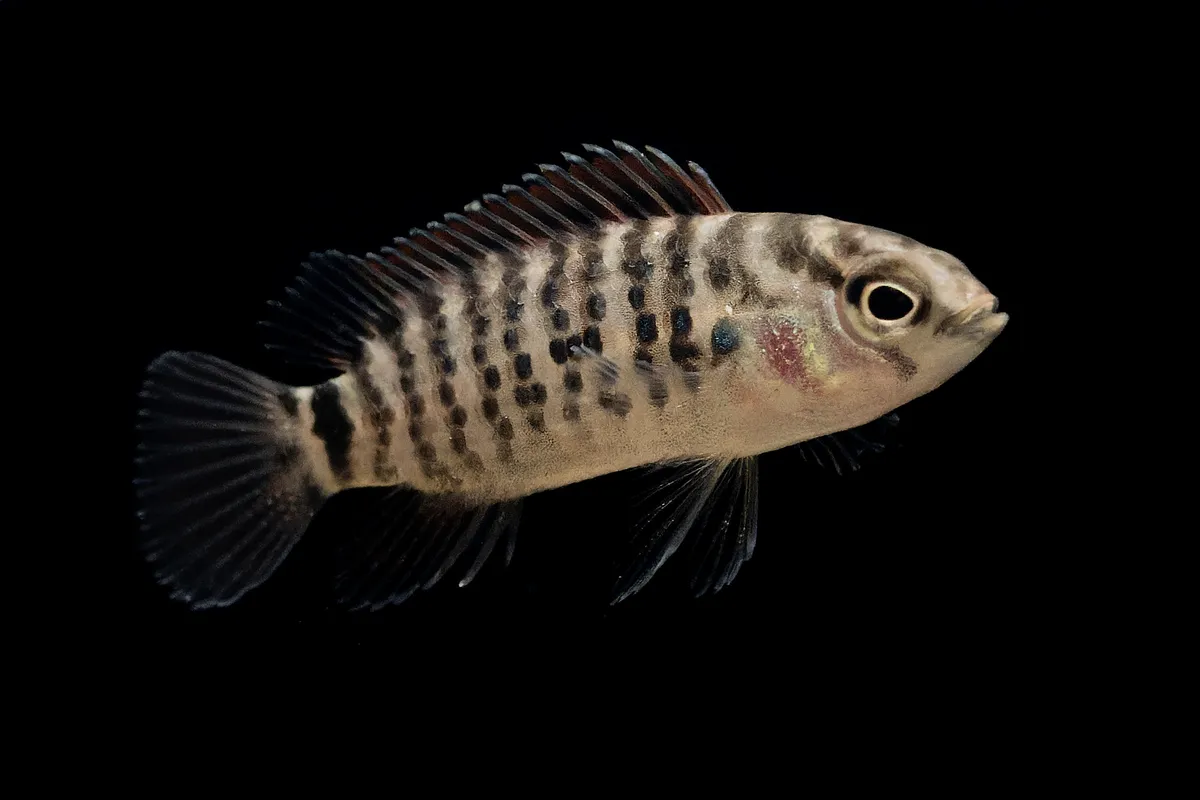 Miniatura: Badis (Badis spp.)