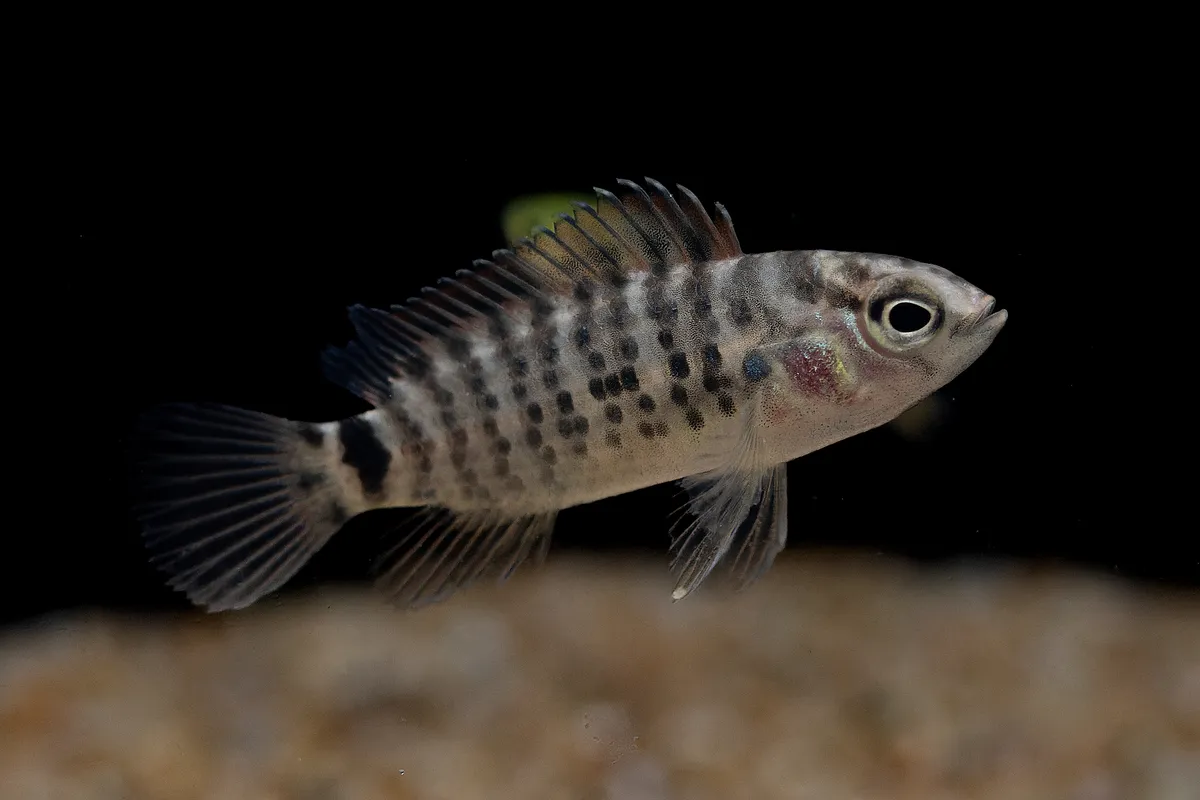 Miniatura: Badis (Badis spp.)