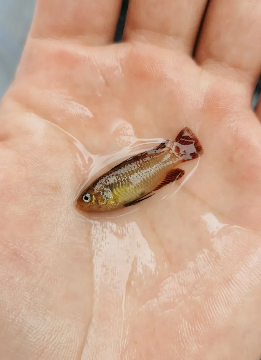 Dario (Dario spp.)