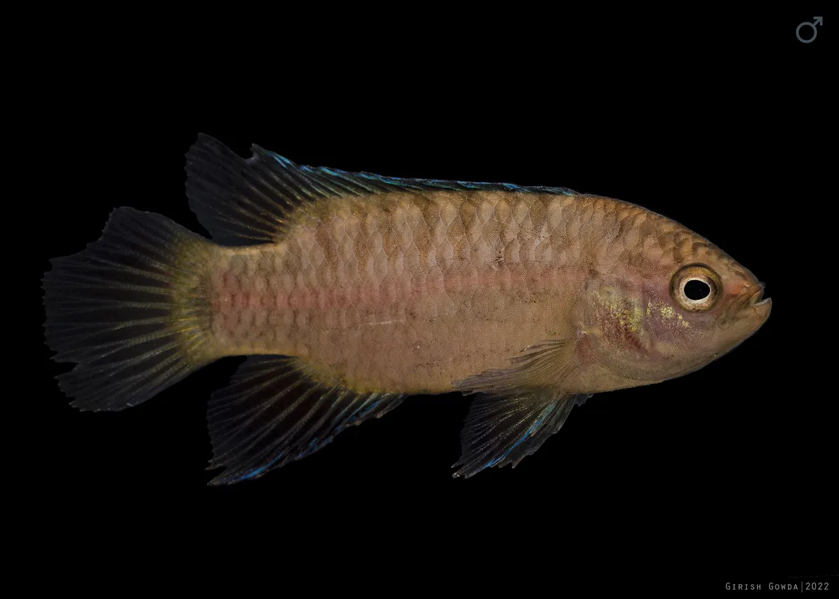 Miniatura: Dario (Dario spp.)