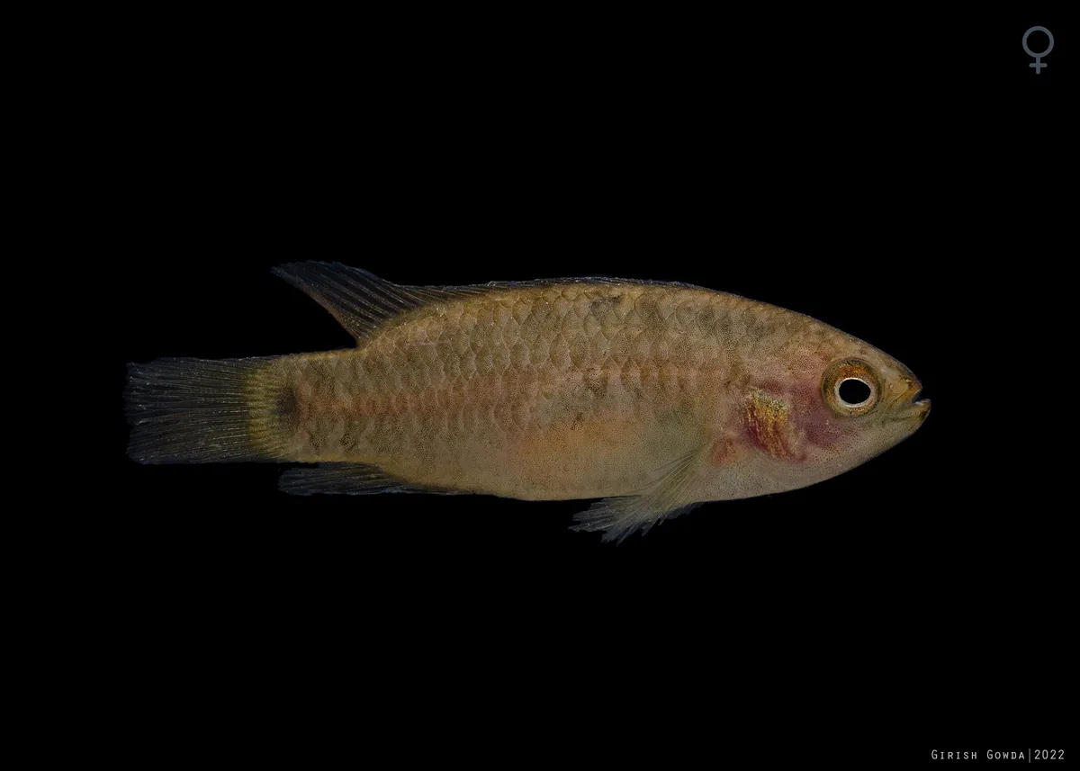 Miniatura: Dario (Dario spp.)