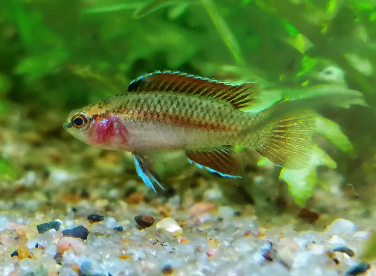Miniatura: Dario (Dario spp.)