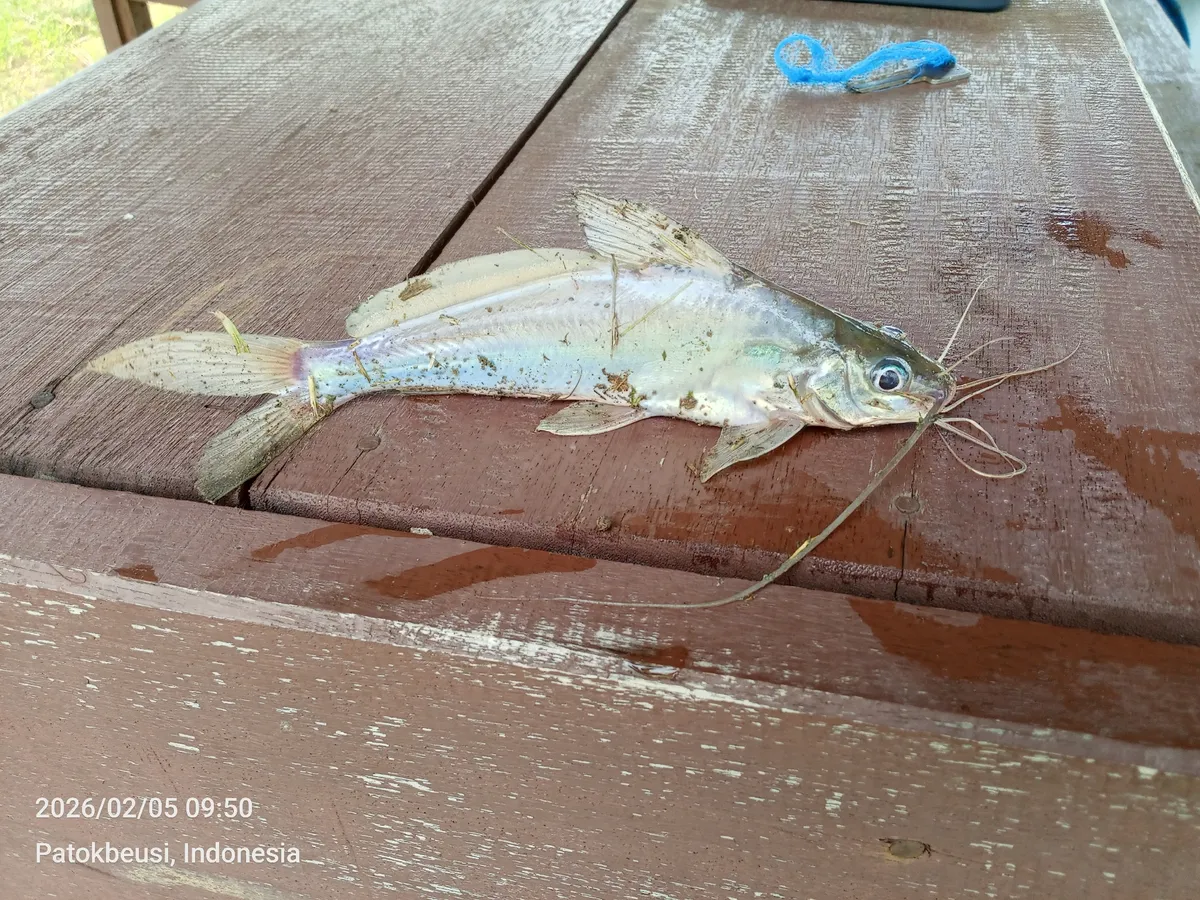 Miniatura: Mystus (Mystus spp.)