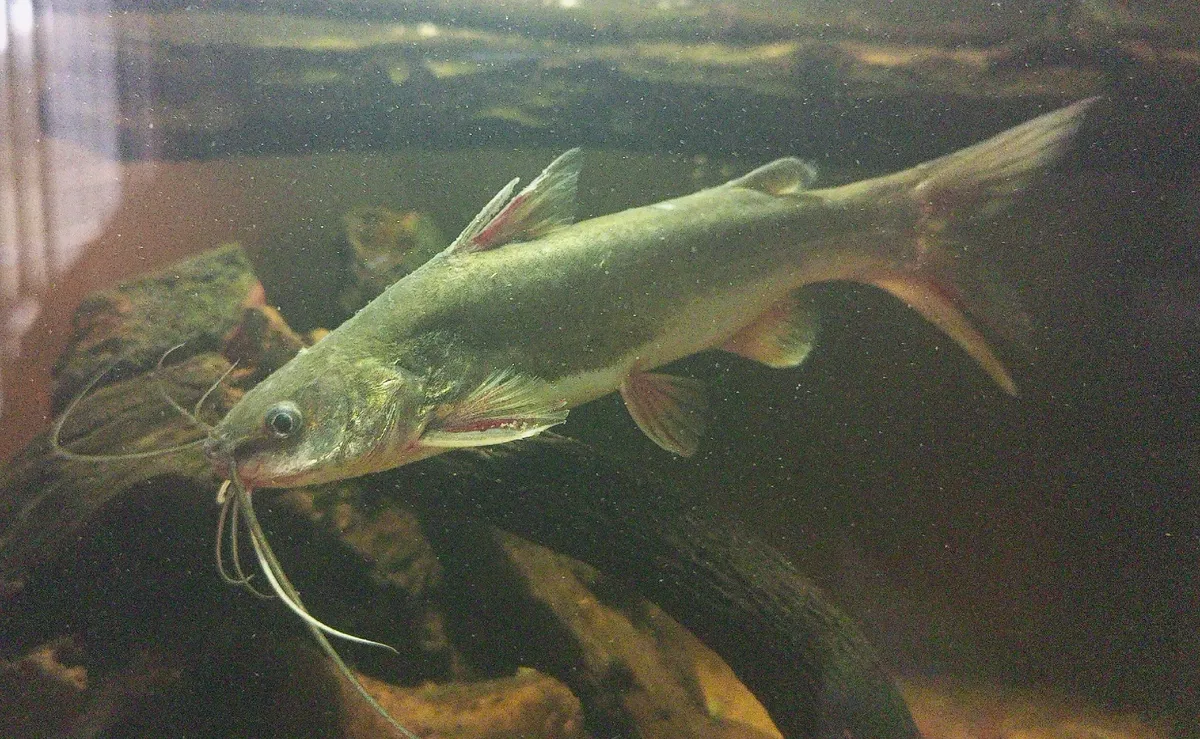 Miniatura: Mystus (Mystus spp.)