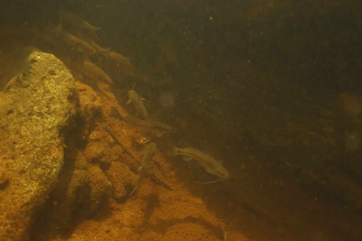 Miniatura: Mystus (Mystus spp.)