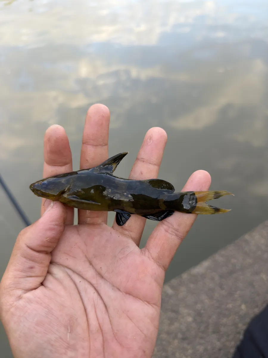 Pseudomystus (Pseudomystus spp.)