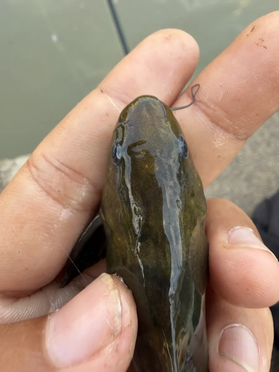 Miniatura: Pseudomystus (Pseudomystus spp.)