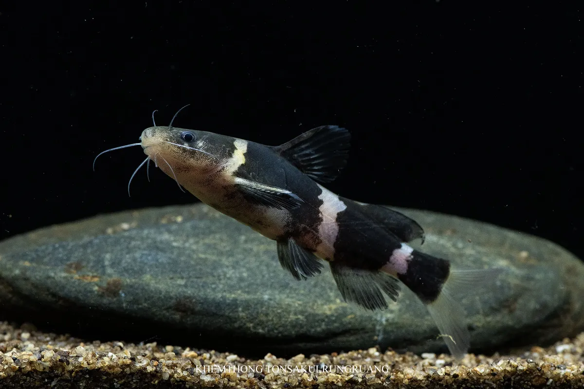 Miniatura: Pseudomystus (Pseudomystus spp.)