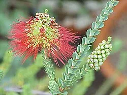 Balitoridi (Pesci farfalla)