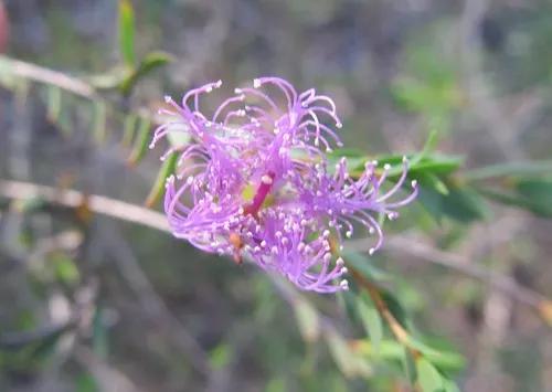 Miniatura: Beaufortia (Beaufortia spp.)