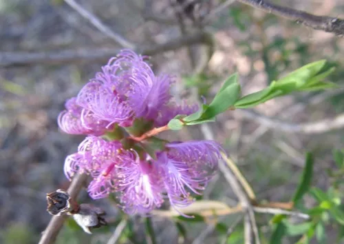 Miniatura: Beaufortia (Beaufortia spp.)
