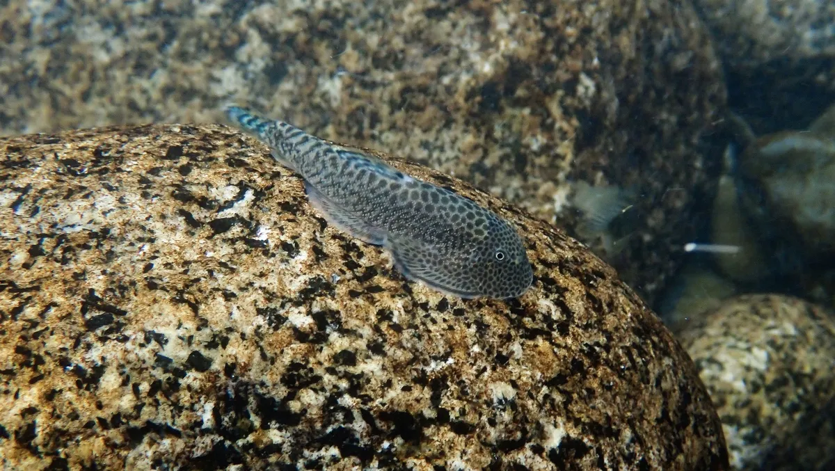 Gastromyzon (Gastromyzon spp.)