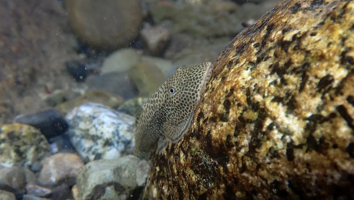 Miniatura: Gastromyzon (Gastromyzon spp.)