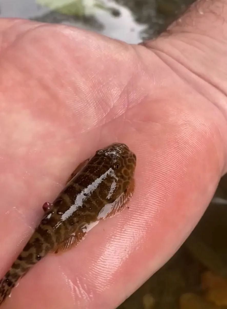 Miniatura: Gastromyzon (Gastromyzon spp.)