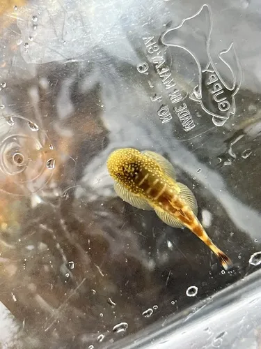 Miniatura: Gastromyzon (Gastromyzon spp.)