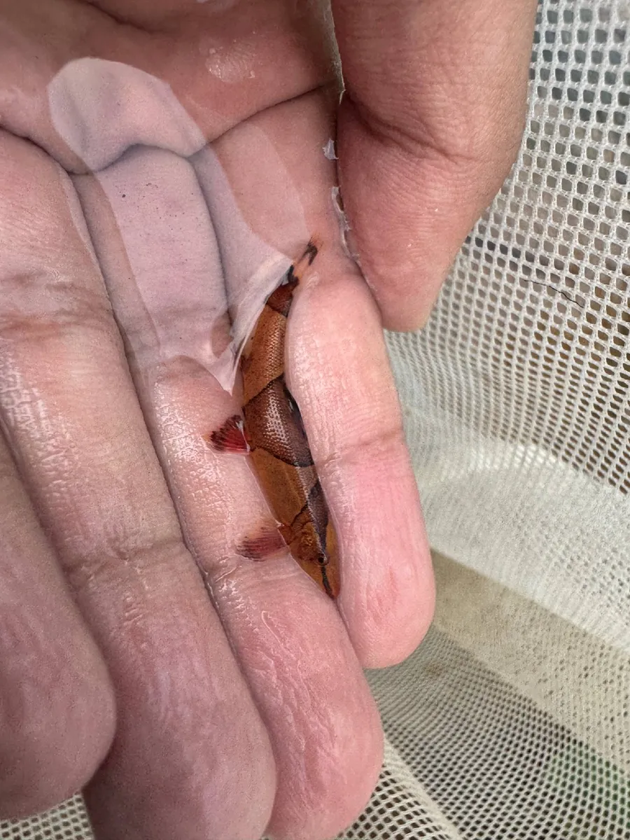 Miniatura: Homaloptera (Homaloptera spp.)