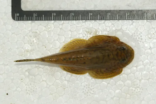 Sewellia (Sewellia spp.)
