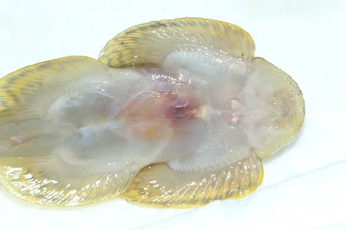 Miniatura: Sewellia (Sewellia spp.)