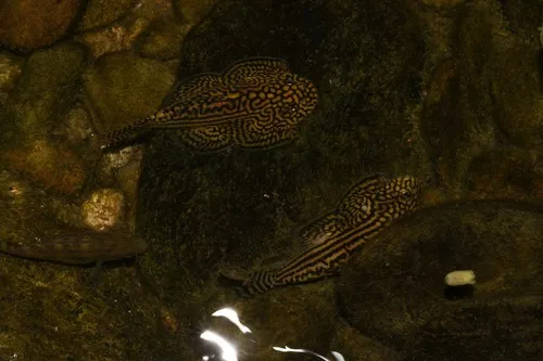 Miniatura: Sewellia (Sewellia spp.)
