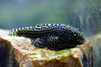 Miniatura: Sewellia (Sewellia spp.)
