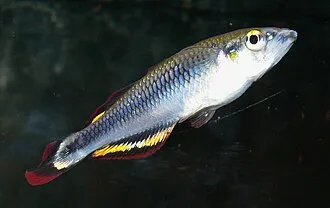 Bedotidi