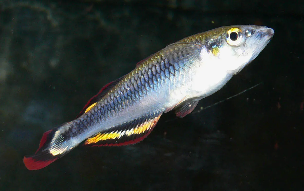 Miniatura: Bedotia (Bedotia spp.)