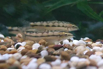 Botidi