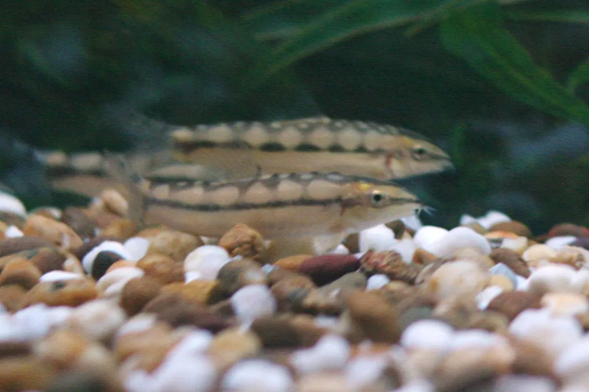 Miniatura: Ambastaia (Ambastaia spp.)