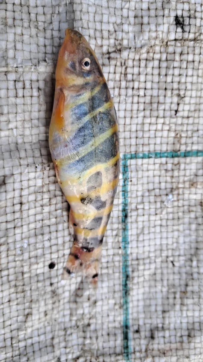 Miniatura: Botia (Botia spp.)