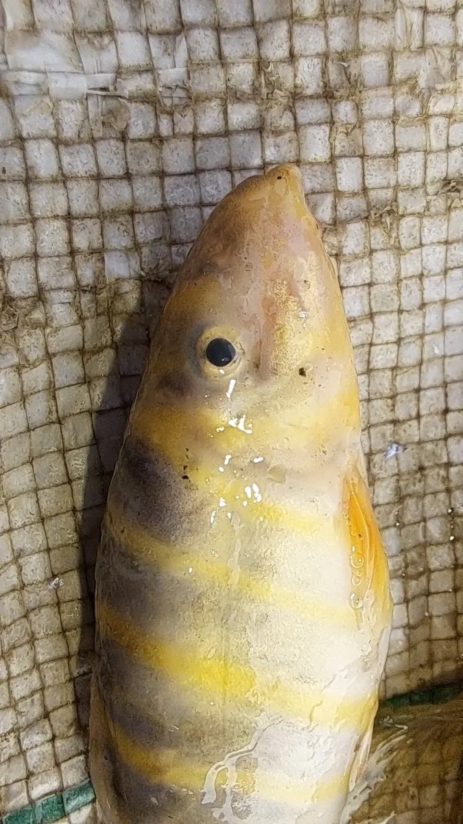 Miniatura: Botia (Botia spp.)