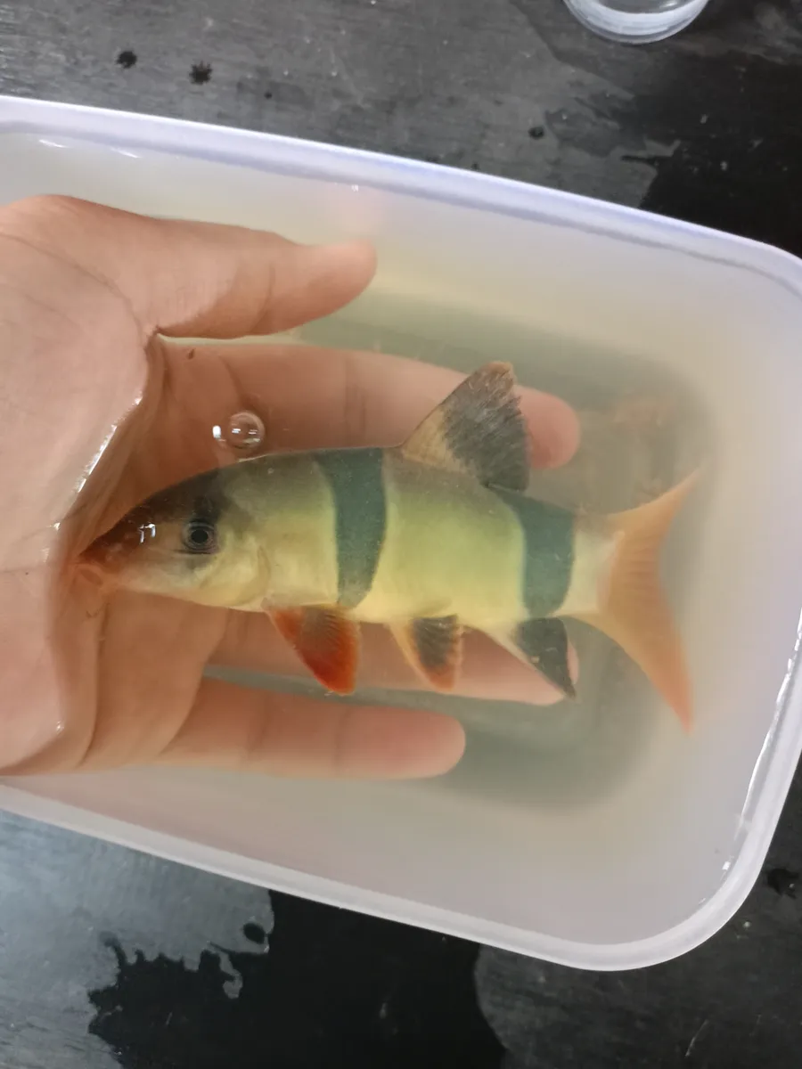 Chromobotia (Chromobotia spp.)