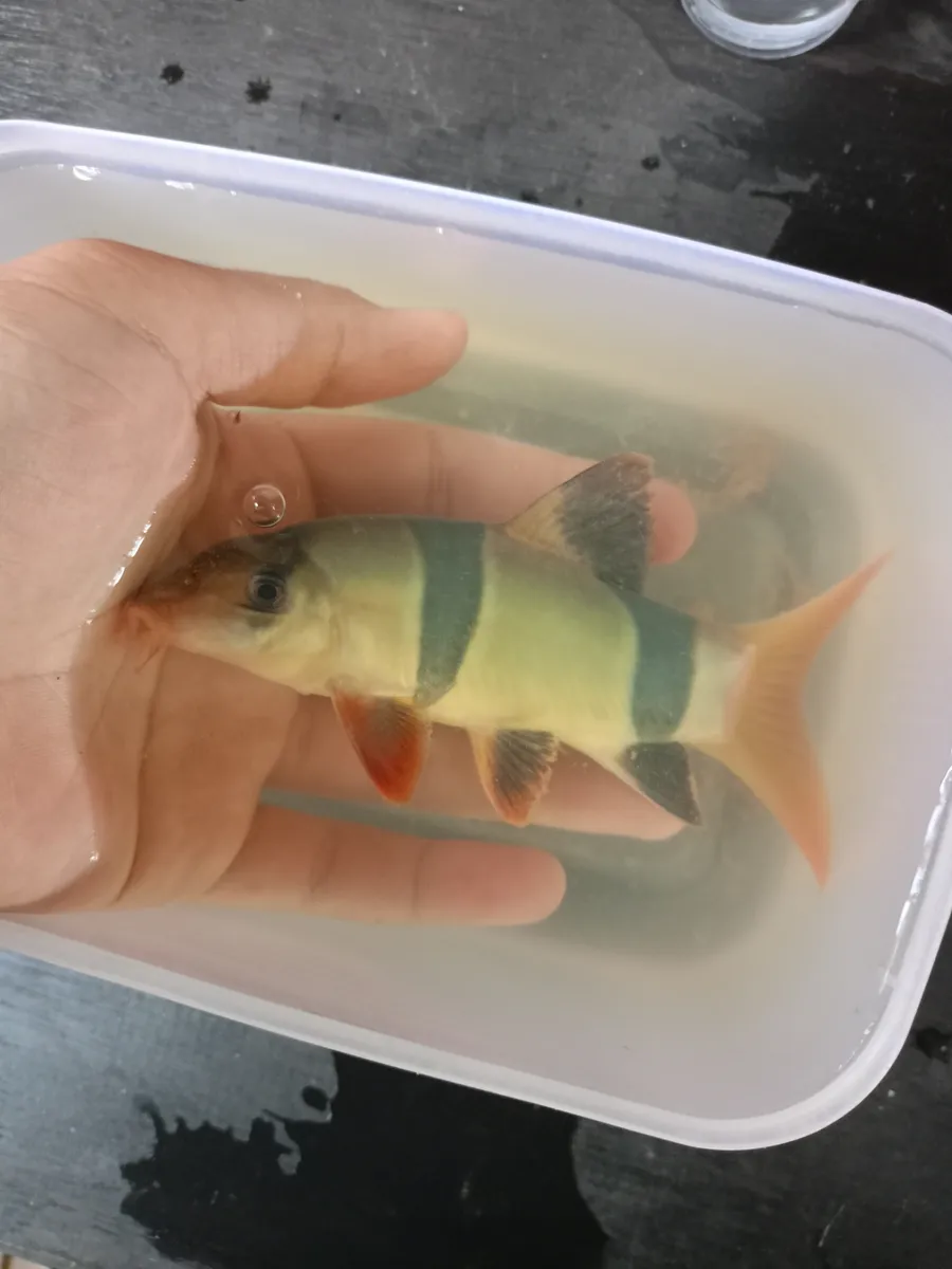 Miniatura: Chromobotia (Chromobotia spp.)