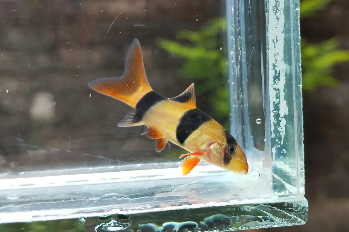 Miniatura: Chromobotia (Chromobotia spp.)