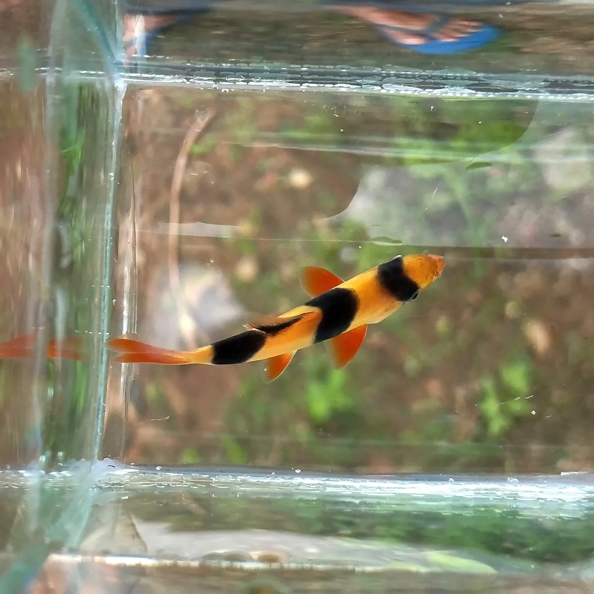 Miniatura: Chromobotia (Chromobotia spp.)