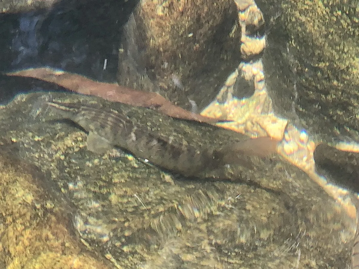 Syncrossus (Syncrossus spp.)