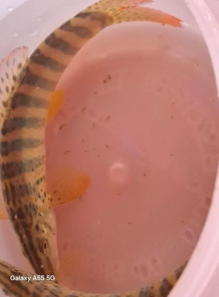 Miniatura: Syncrossus (Syncrossus spp.)