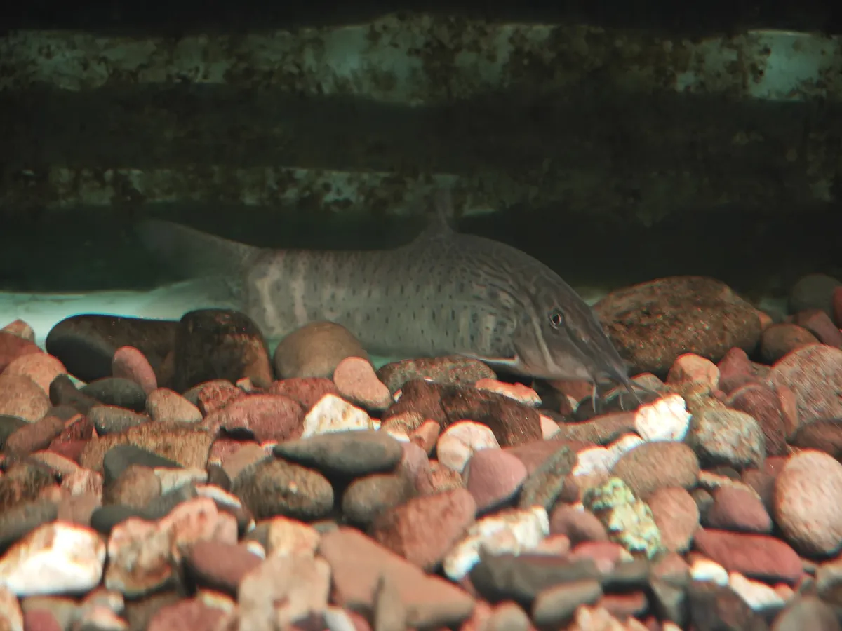Miniatura: Syncrossus (Syncrossus spp.)