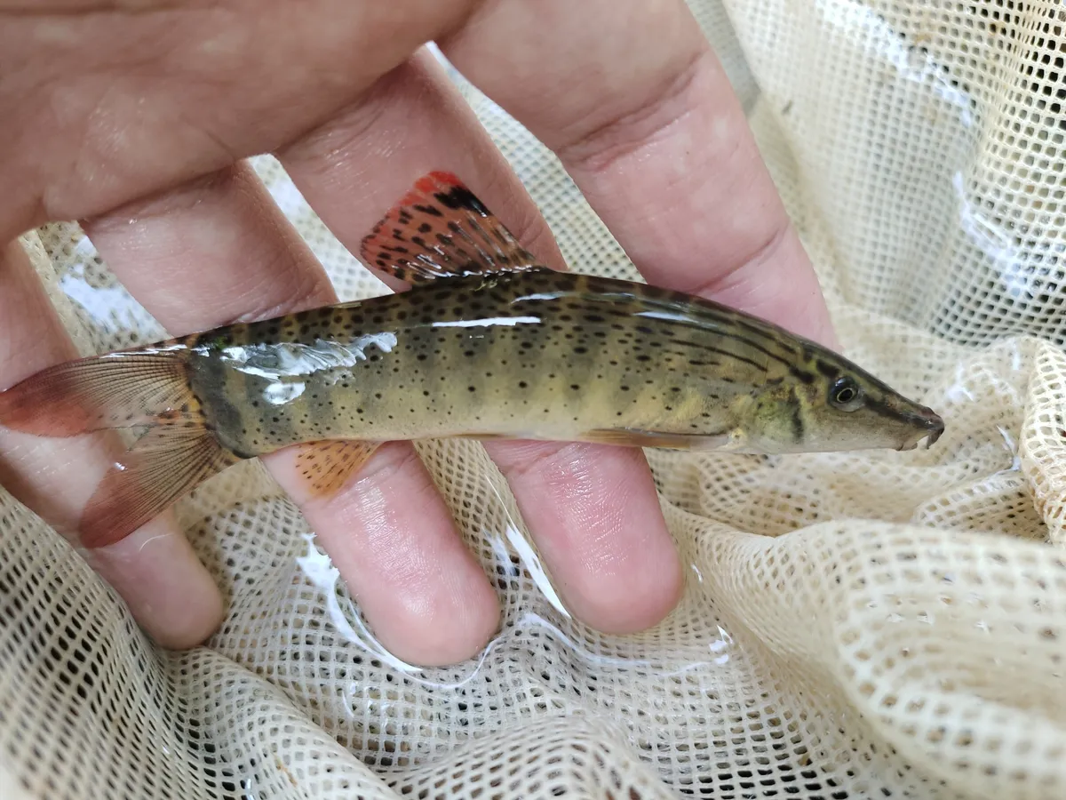 Miniatura: Syncrossus (Syncrossus spp.)