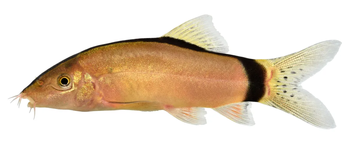 Yasuhikotakia (Yasuhikotakia spp.)