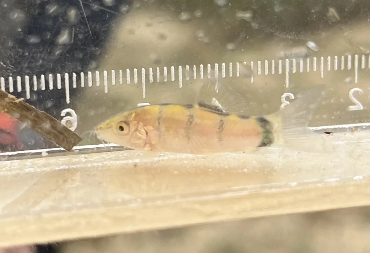 Miniatura: Yasuhikotakia (Yasuhikotakia spp.)