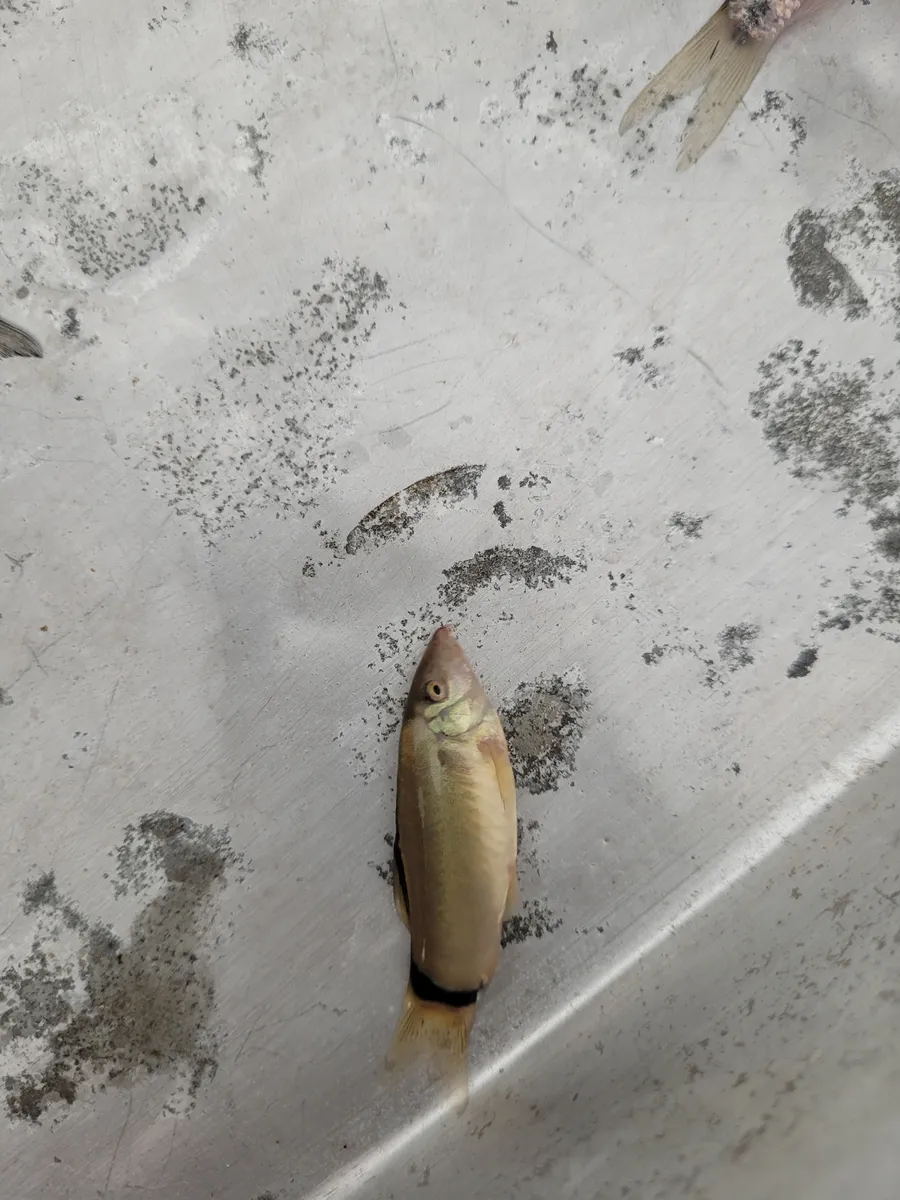 Miniatura: Yasuhikotakia (Yasuhikotakia spp.)