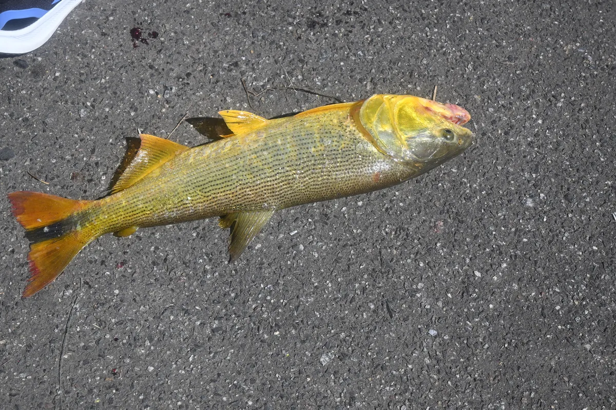 Miniatura: Salminus (Salminus spp.)