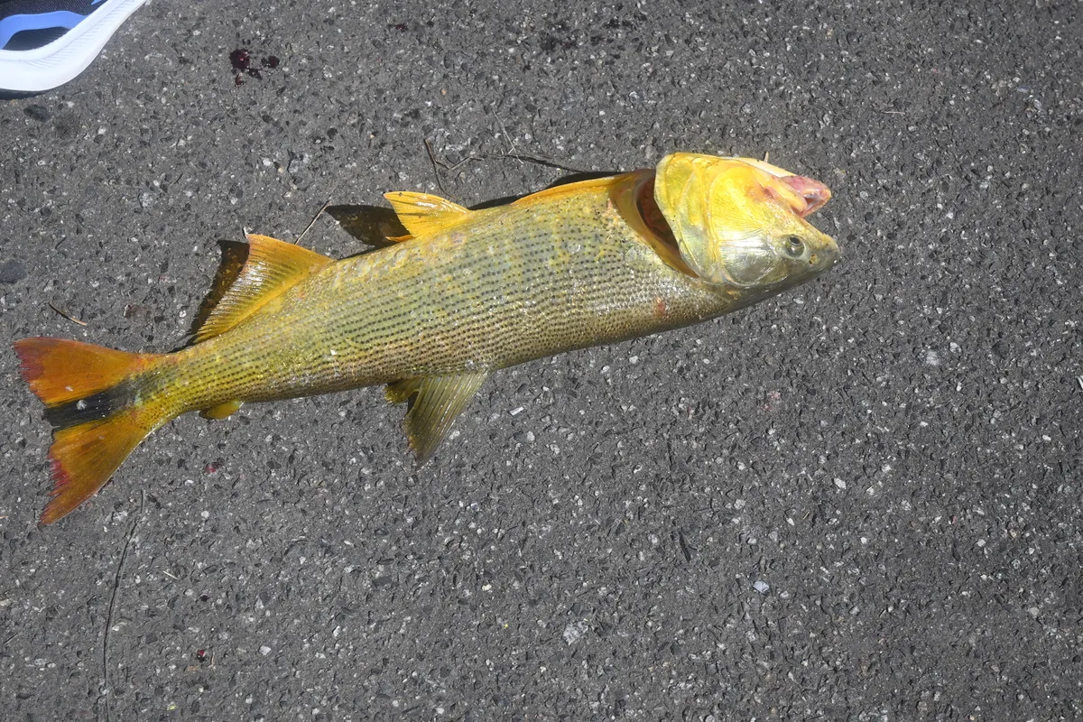 Miniatura: Salminus (Salminus spp.)