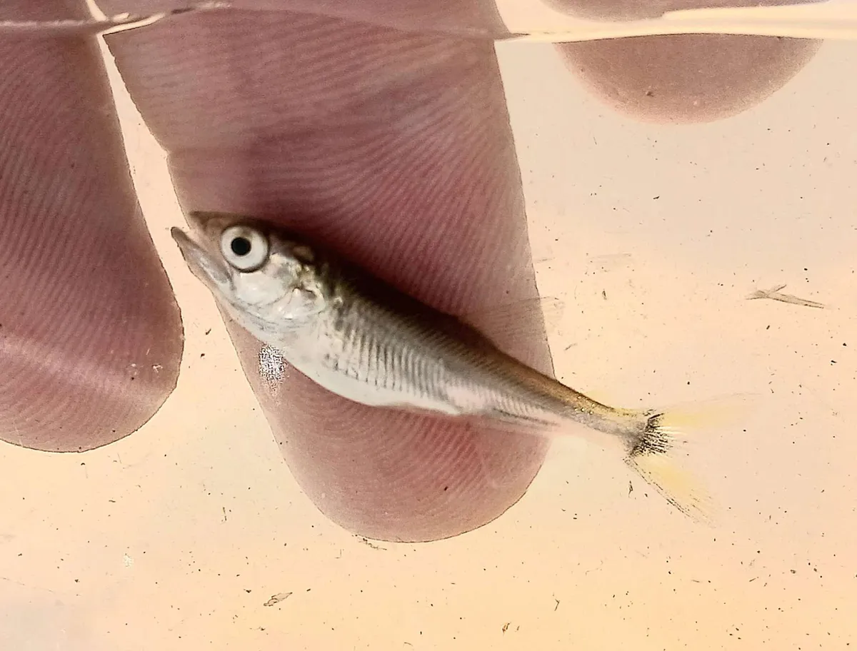 Miniatura: Salminus (Salminus spp.)