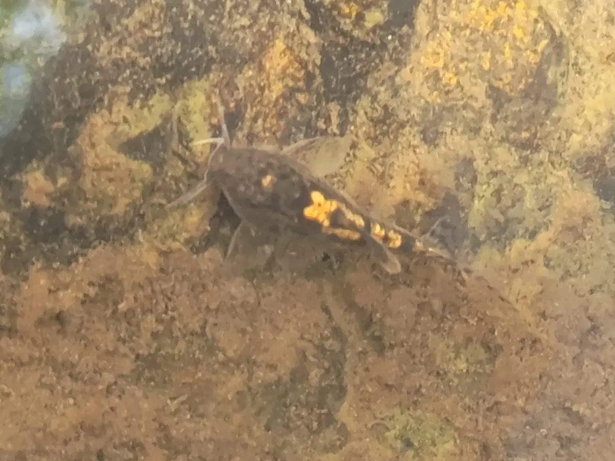 Callittidi (Corydoras)