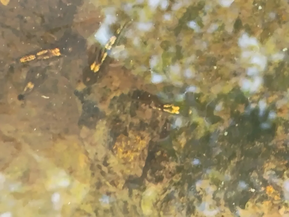 Miniatura: Aspidoras (Aspidoras spp.)