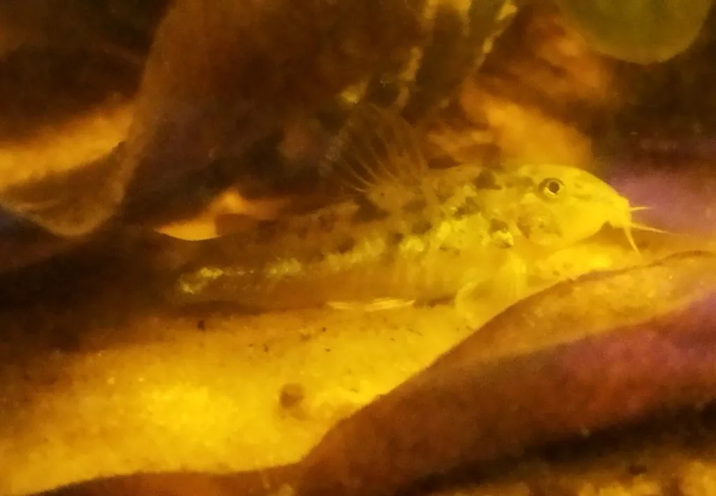 Miniatura: Aspidoras (Aspidoras spp.)