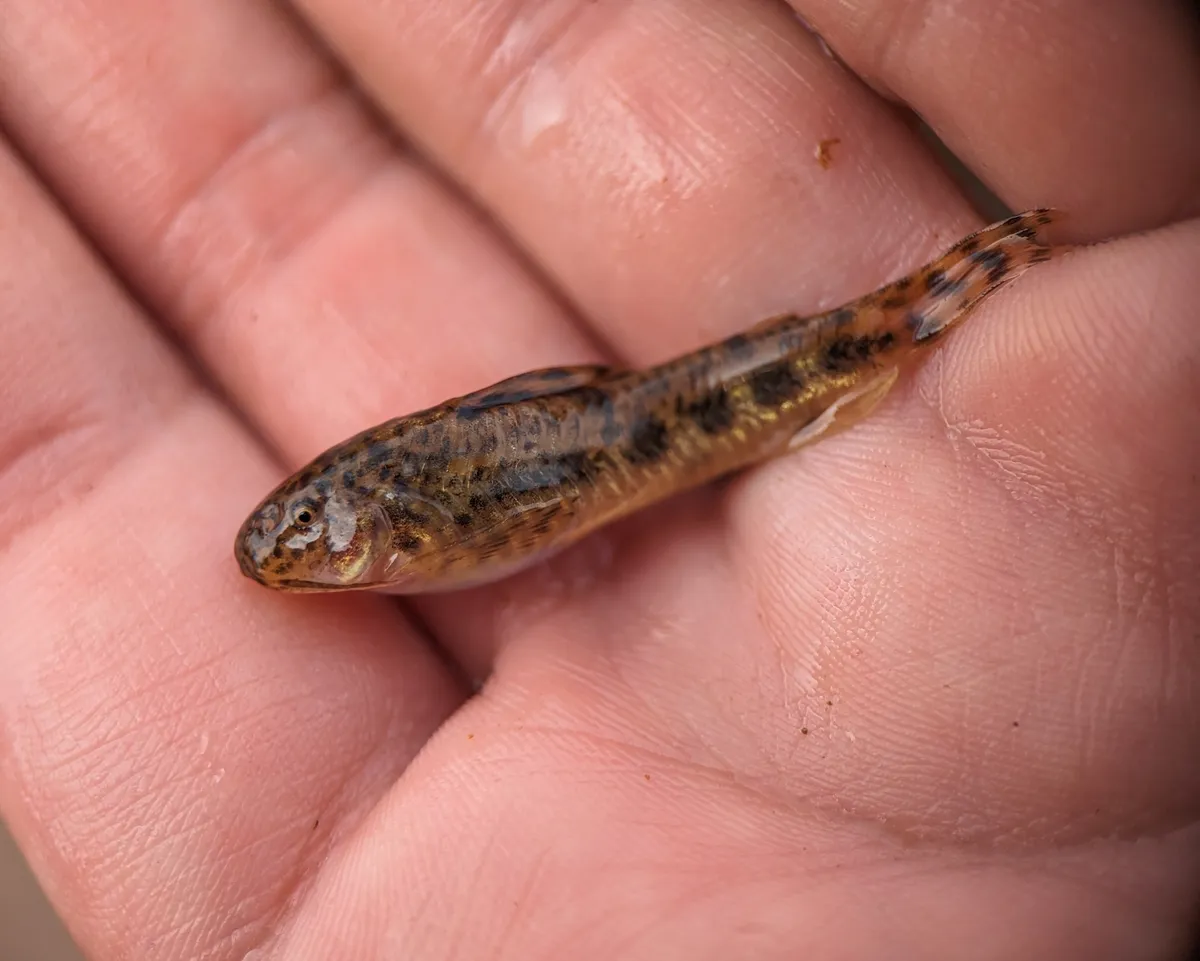 Miniatura: Aspidoras (Aspidoras spp.)