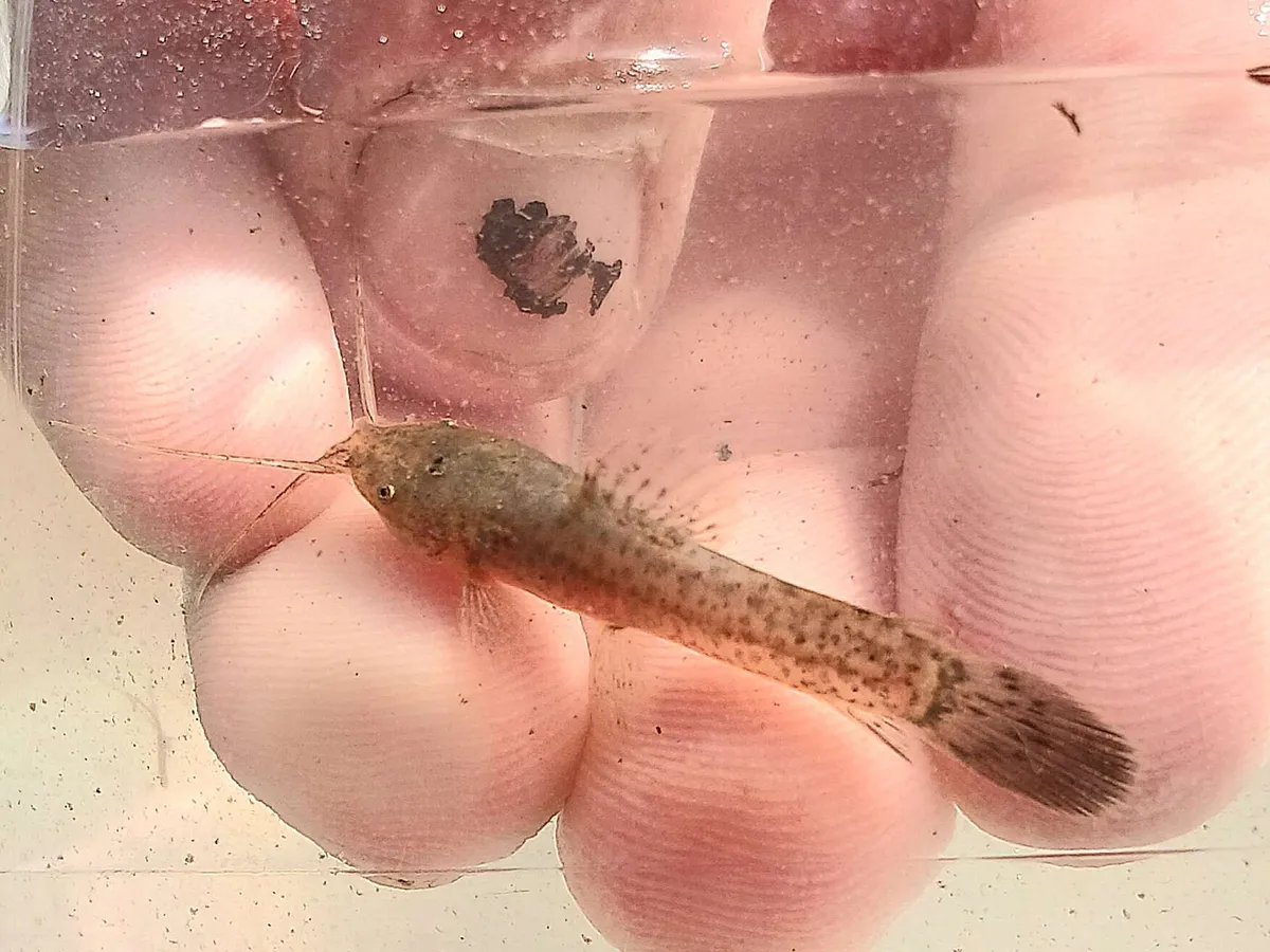 Callichthys (Callichthys spp.)